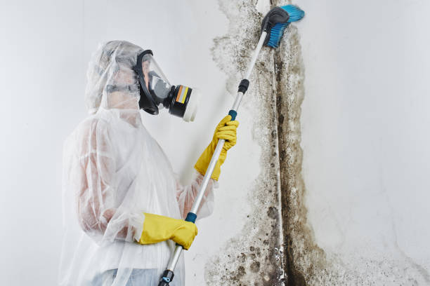 Why You Should Choose Our Mold Remediation Services in Belleair, FL