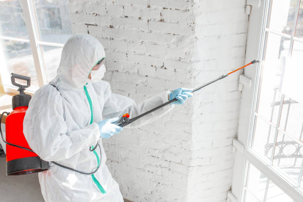 Best Black Mold Removal  in Belleair, FL