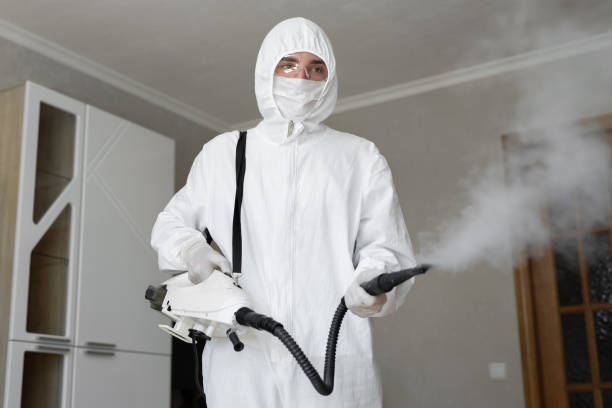 Best Basement Mold Removal  in Belleair, FL